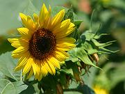 sunflower11