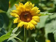sunflower18