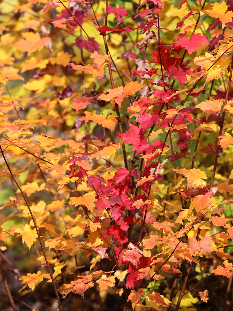 fall12-01.jpg