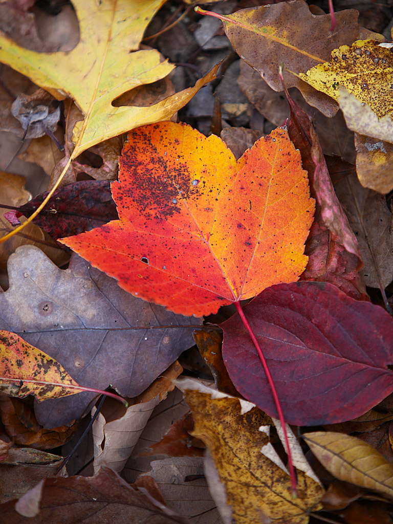 fall12-04.jpg