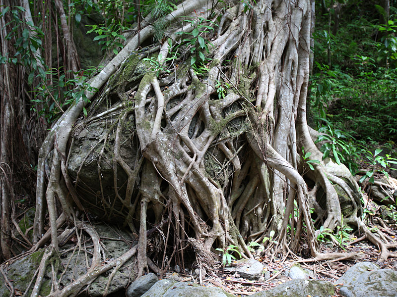 hawaii15.jpg