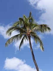 hawaii01