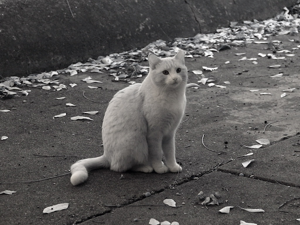 ir05.jpg