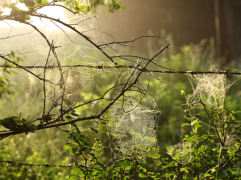 spiders1.jpg