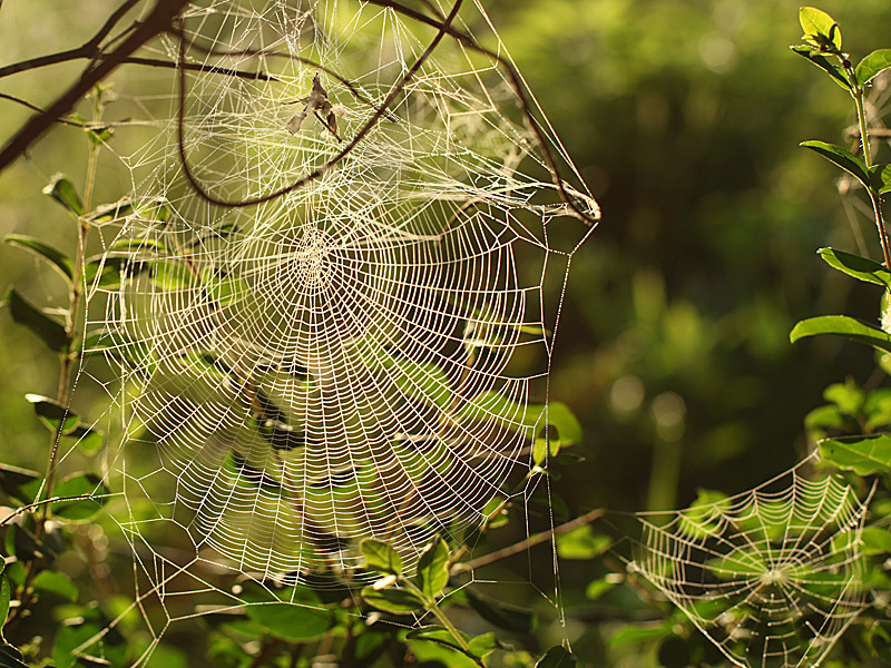spiders2.jpg