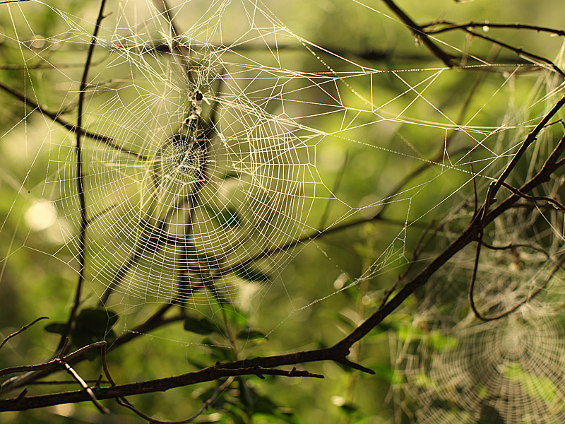 spiders3.jpg
