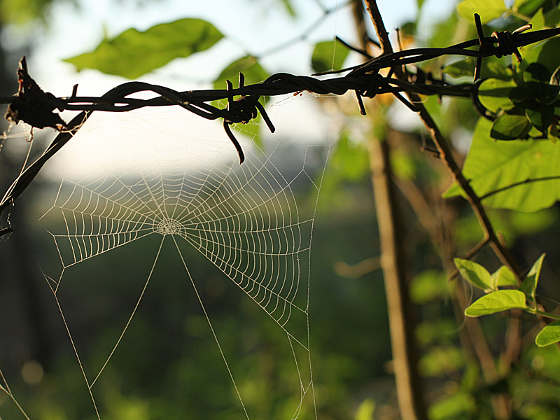 spiders4.jpg