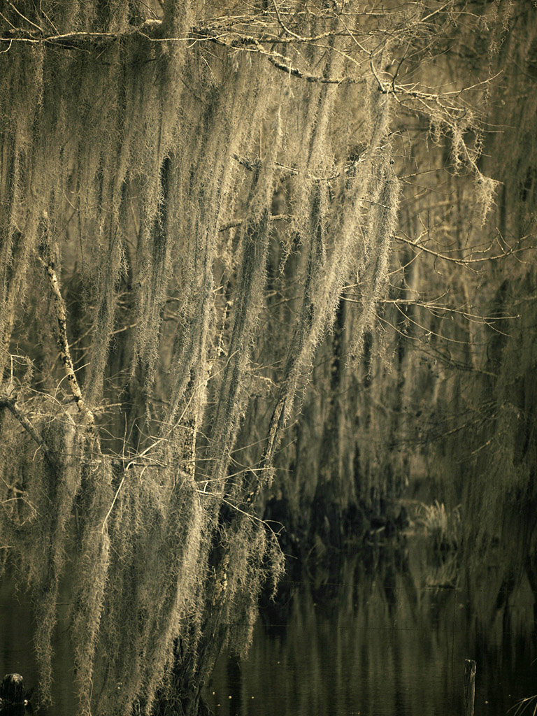 swamp01.jpg