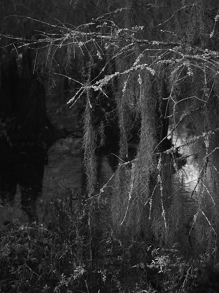swamp02.jpg