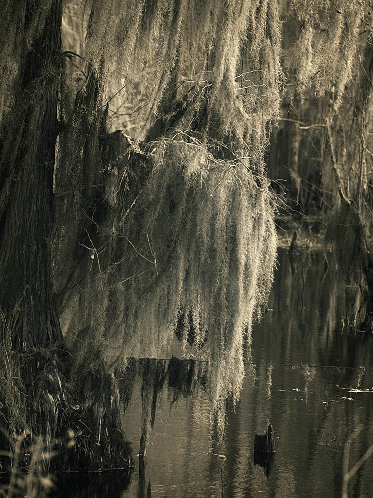 swamp03.jpg