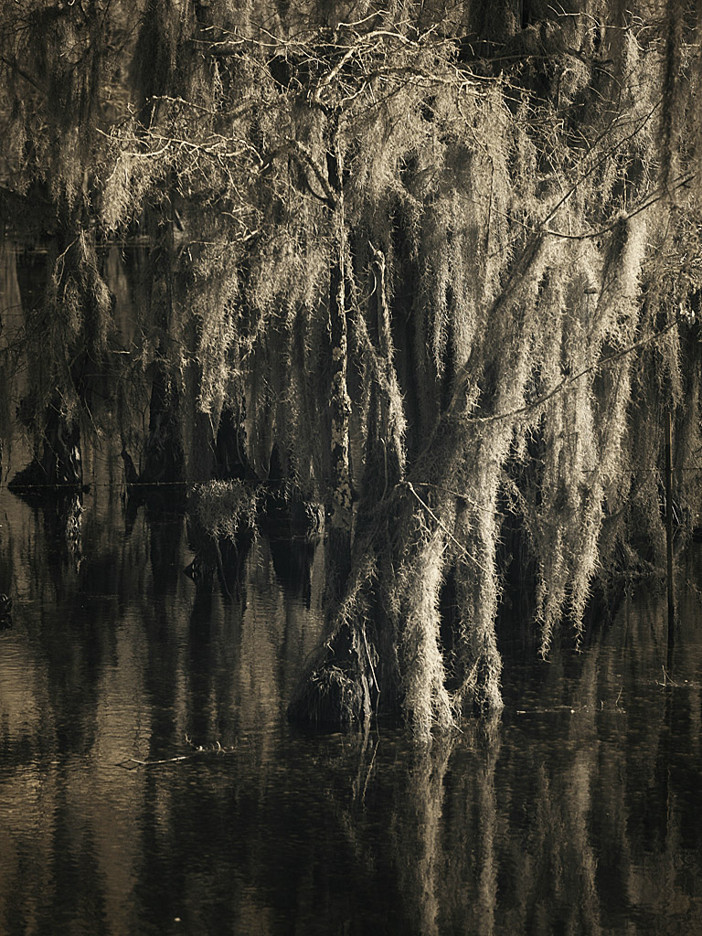 swamp04.jpg