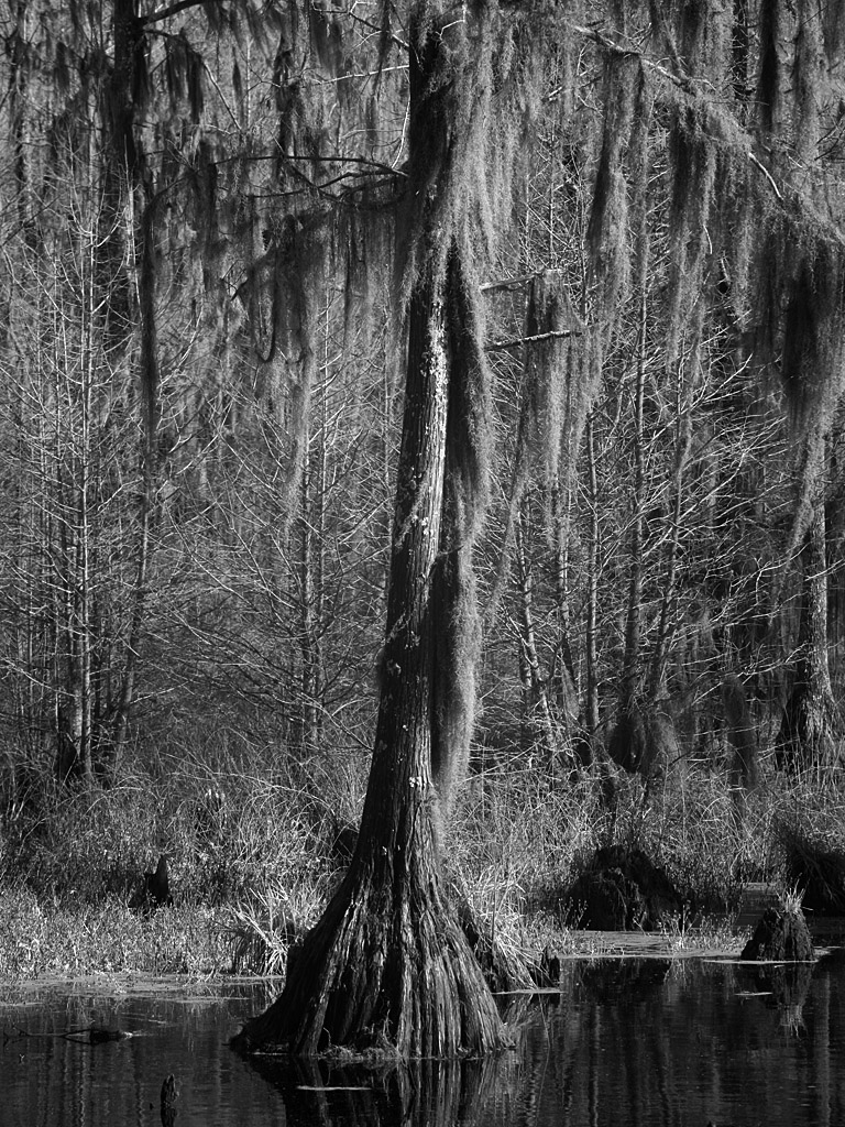 swamp05.jpg