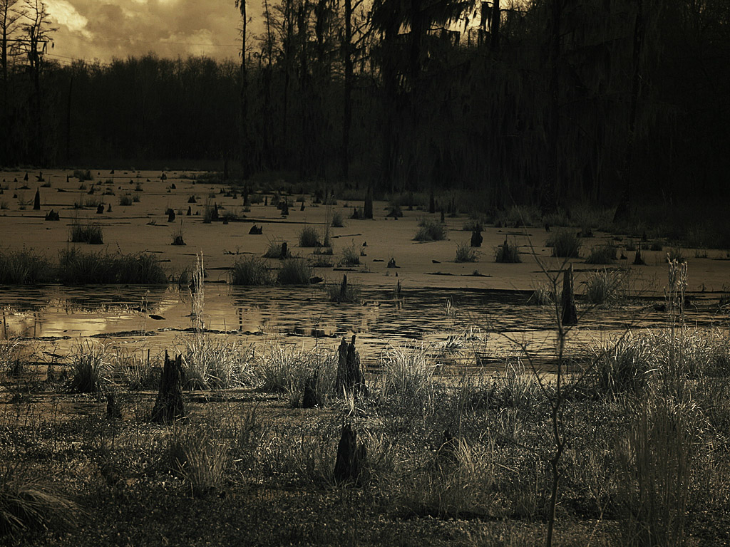 swamp06.jpg