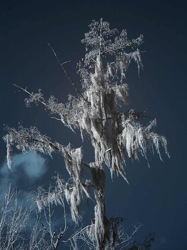 swamp07.jpg