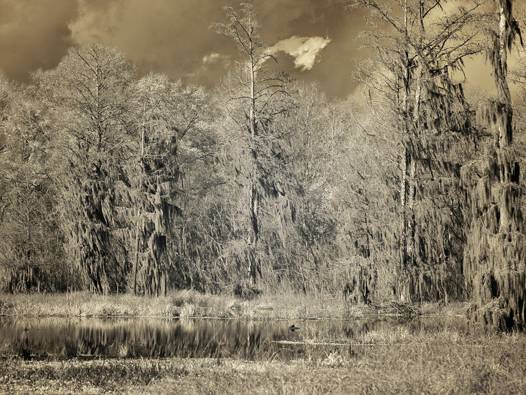 swamp08.jpg