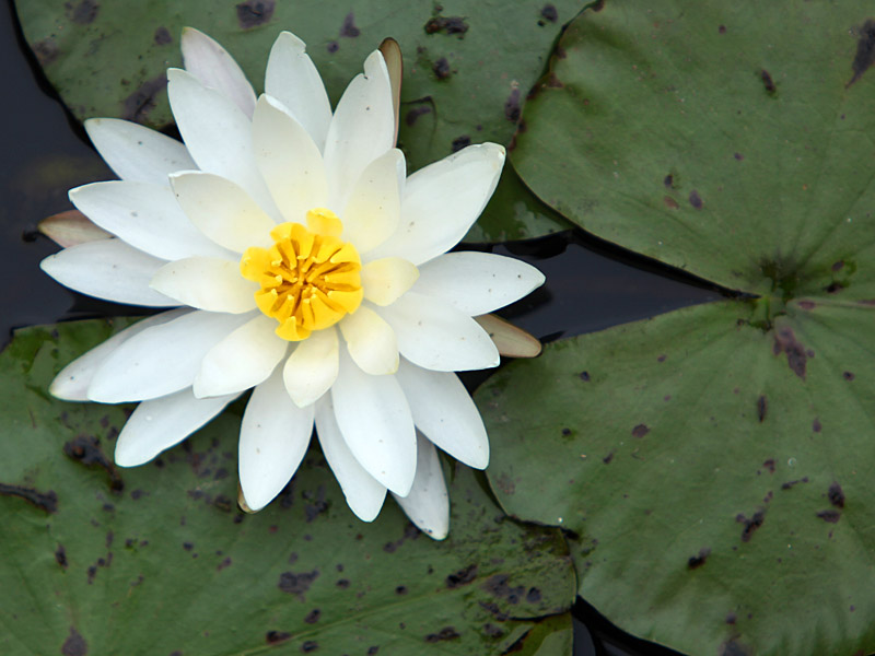 waterlily1.jpg