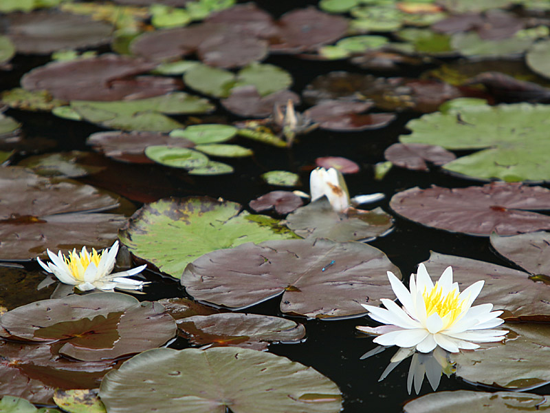 waterlily2.jpg