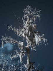 swamp07