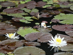 waterlily2