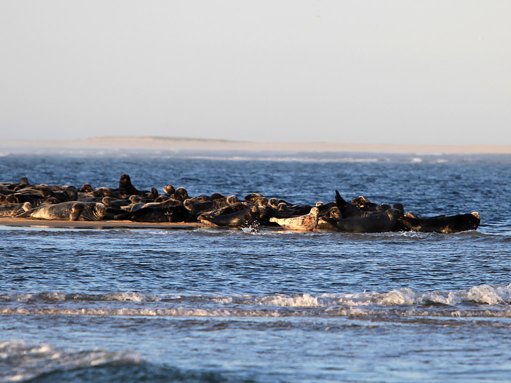 capecod26.jpg