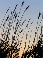 capecod10