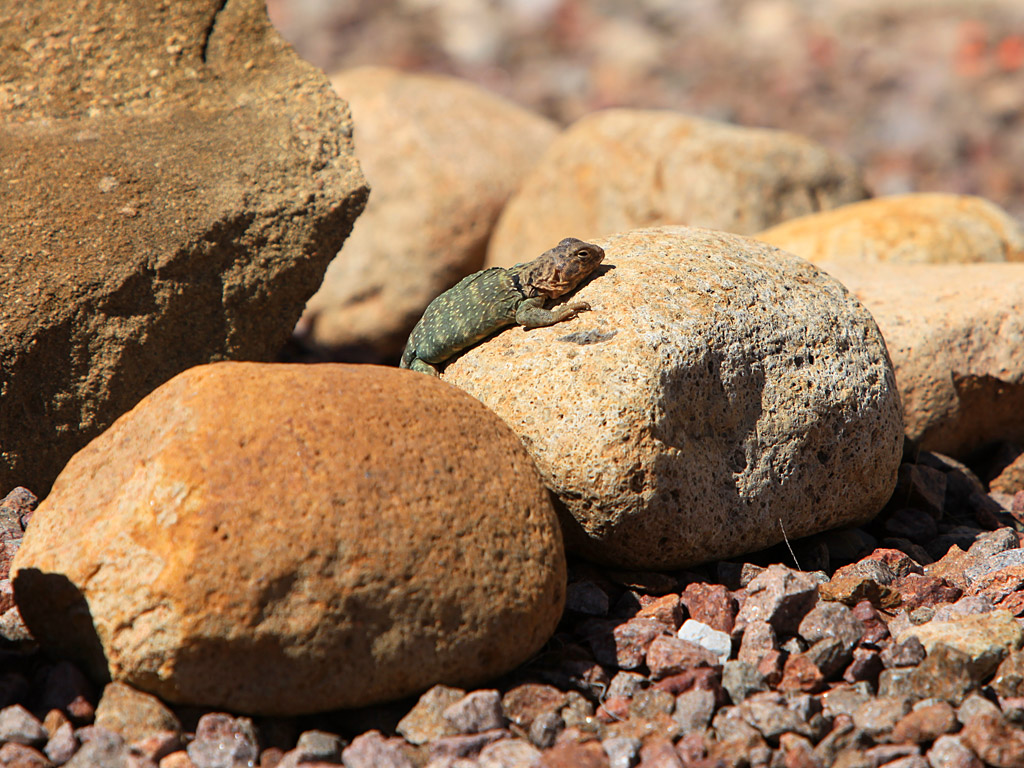 falcon09.jpg
