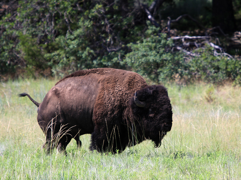 buffalo1.jpg