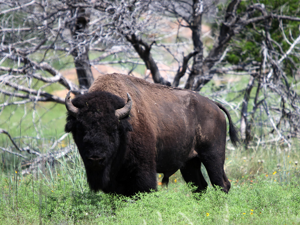 buffalo3.jpg