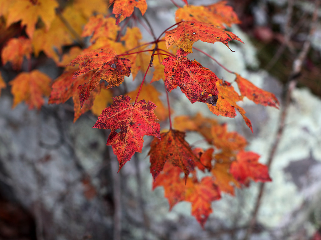 okfall08.jpg