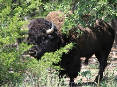 buffalo2