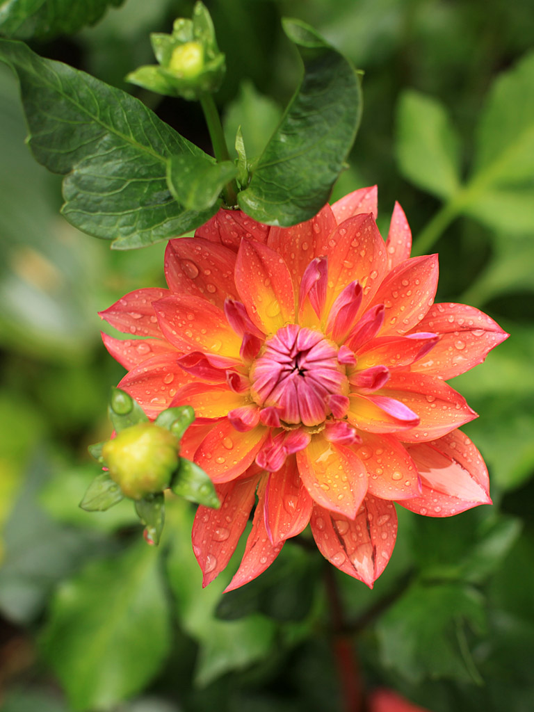 flowers02.jpg