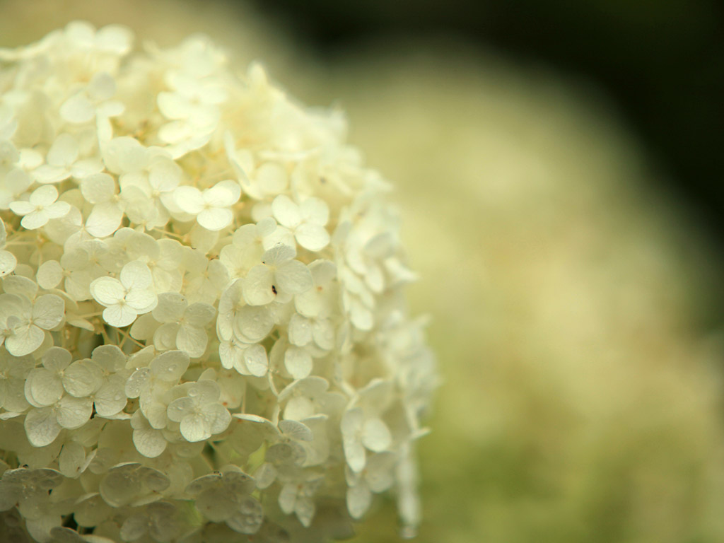 flowers06.jpg