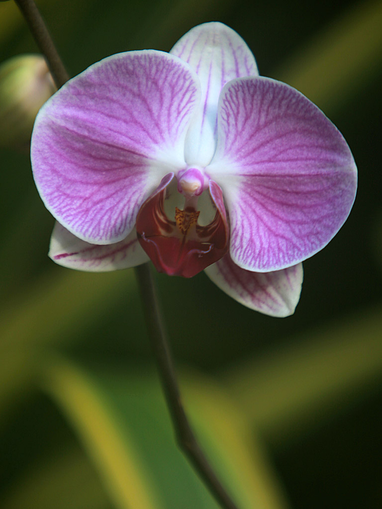 gardens06.jpg