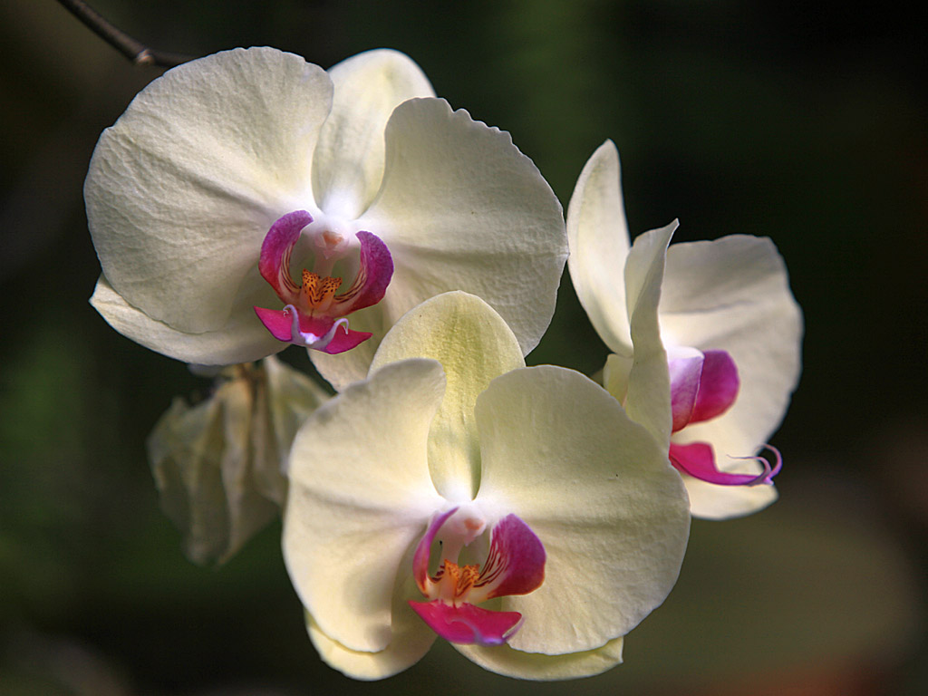 gardens07.jpg