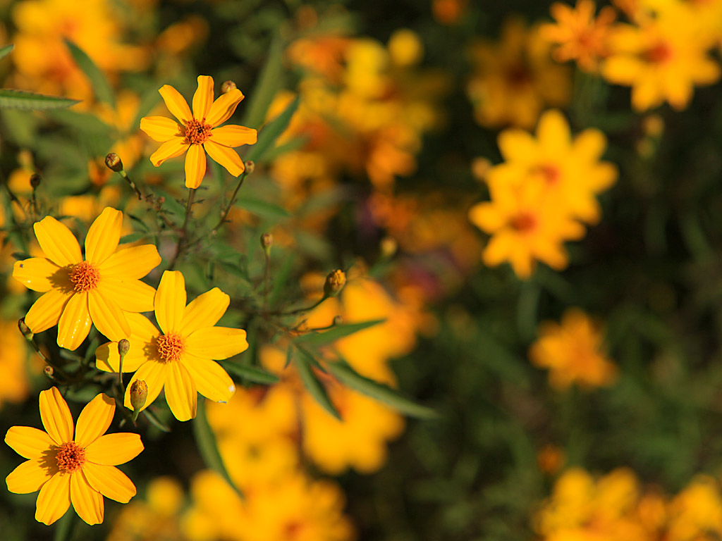 gardens08.jpg
