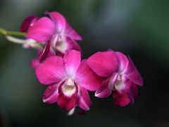 gardens05