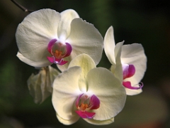 gardens07