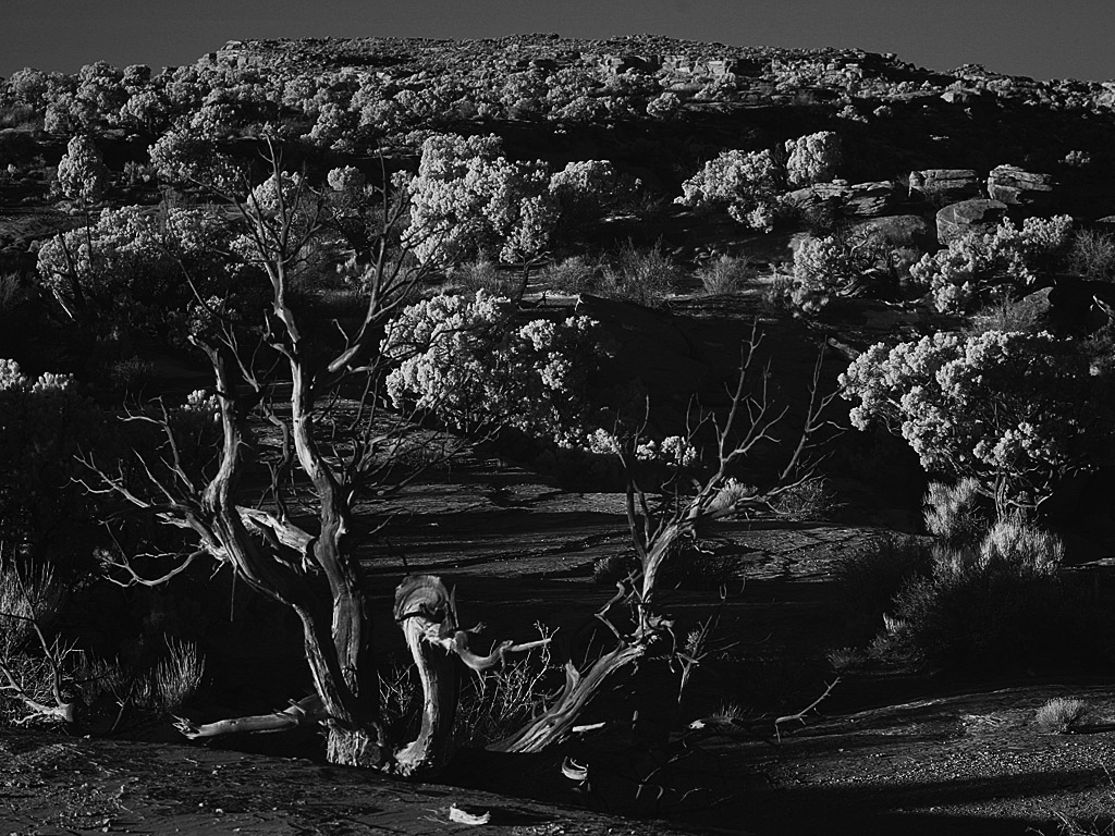 canyonlands09.jpg