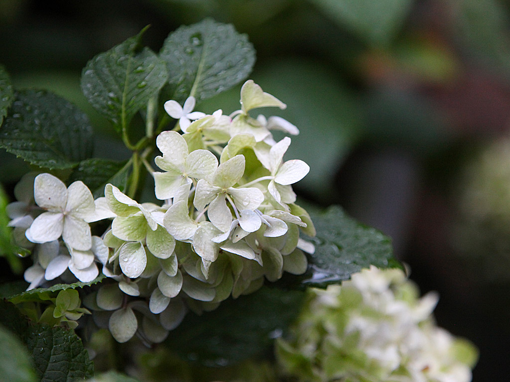 gardens05.jpg