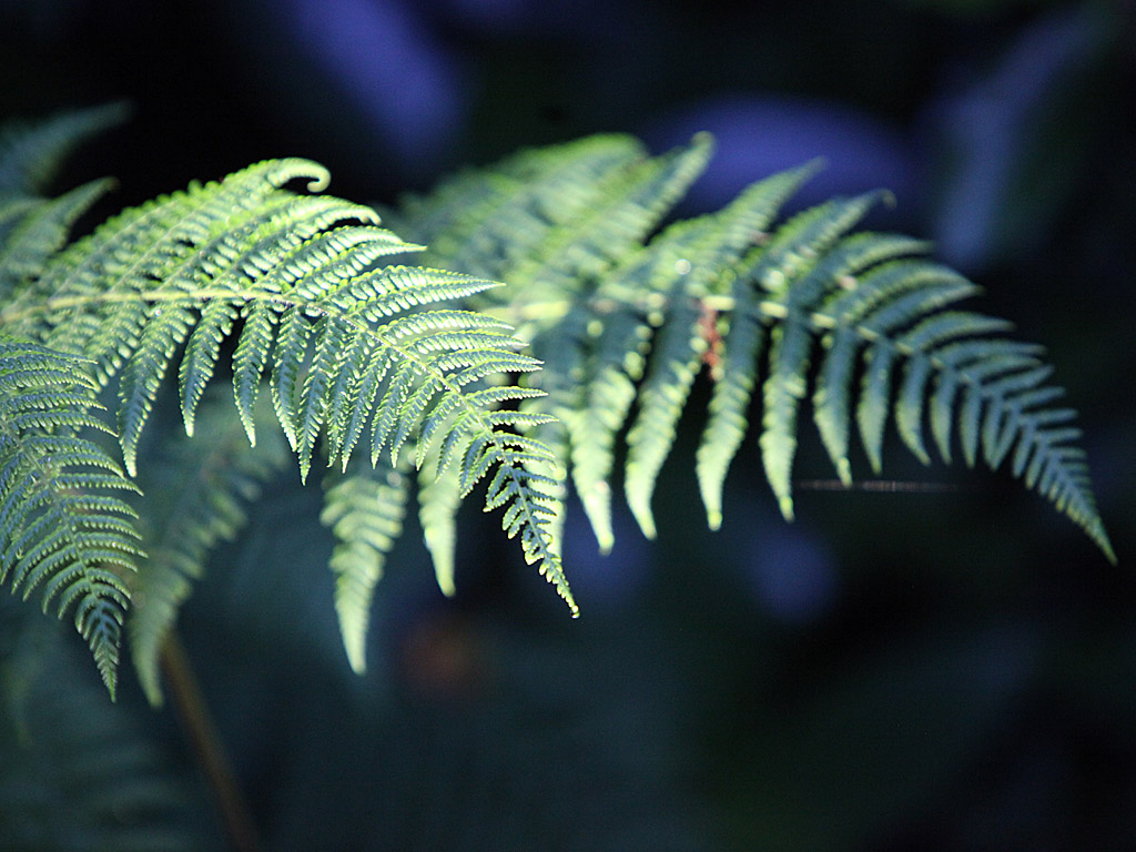 gardens12.jpg