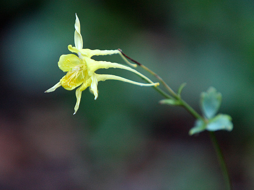 gardens13.jpg