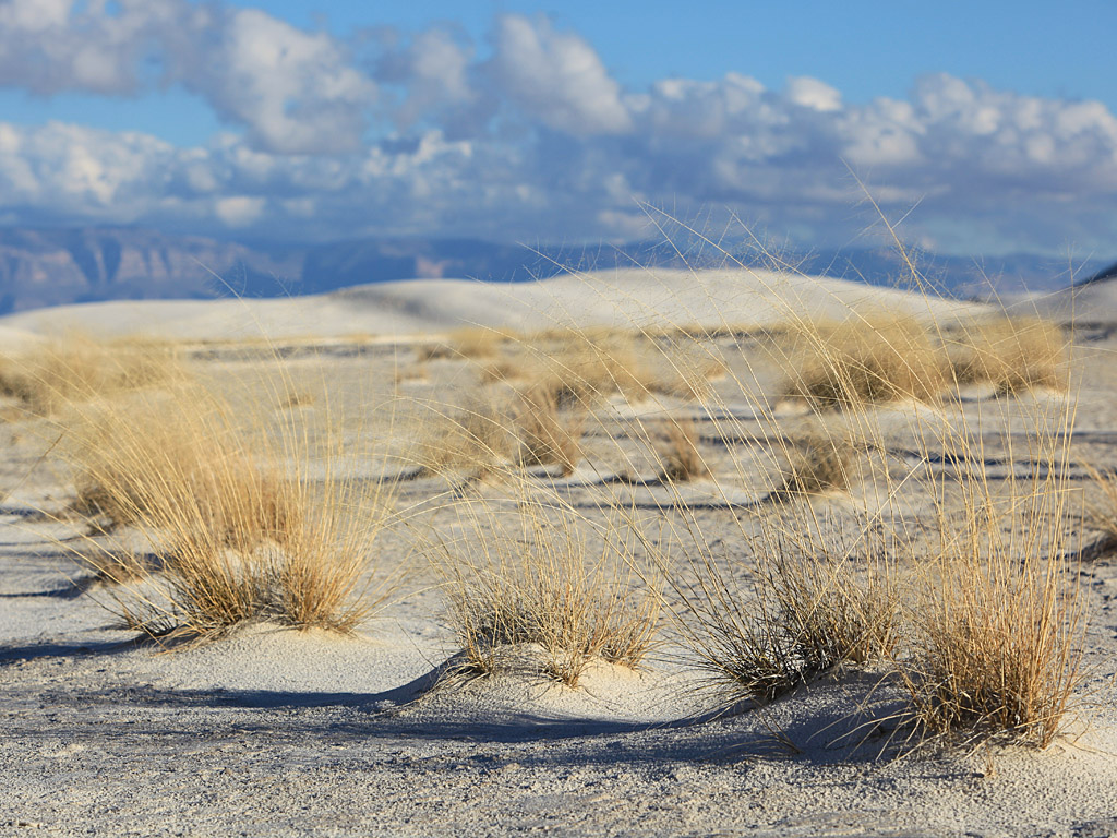 whitesands14.jpg