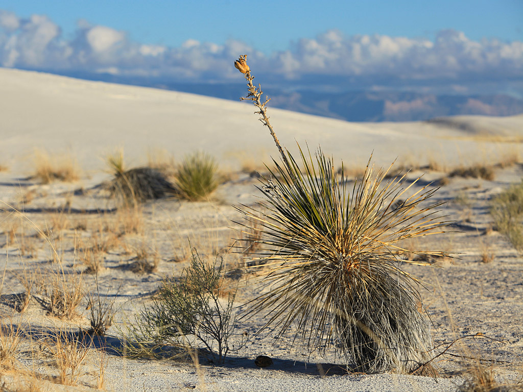 whitesands15.jpg