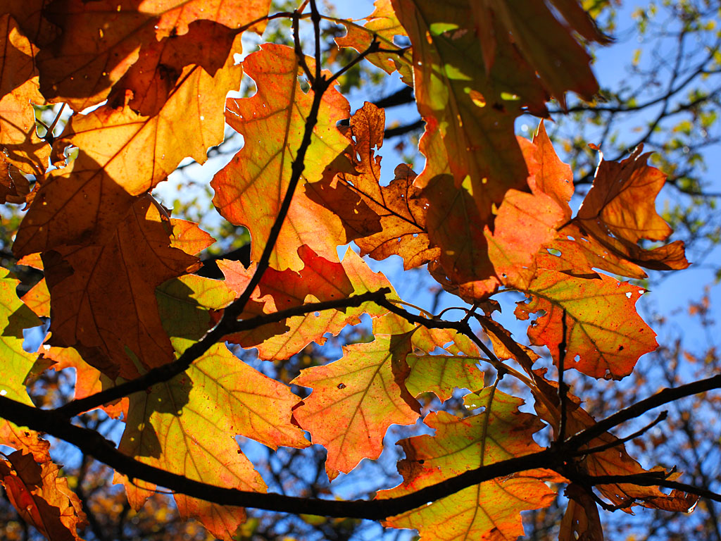 fall17-03.jpg