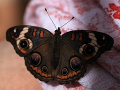 butterfly05