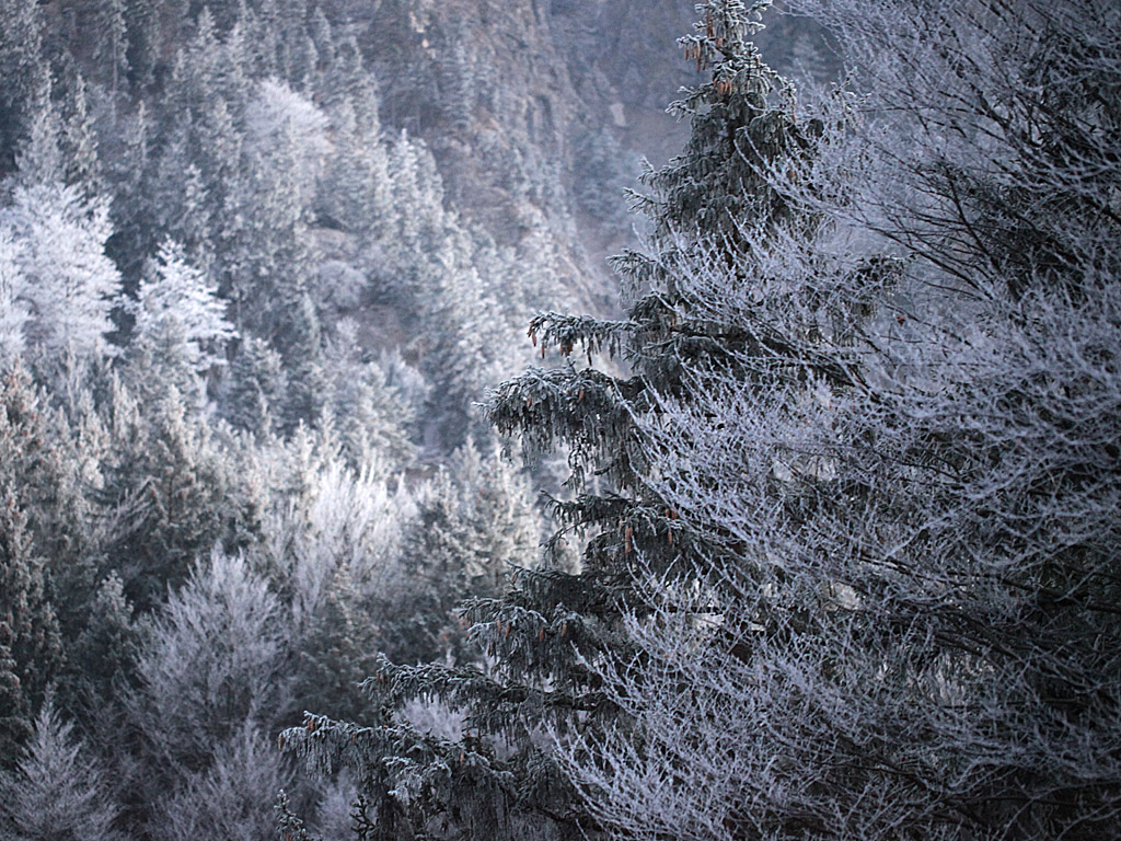 neuschwanstein06.jpg