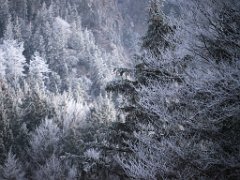 neuschwanstein06