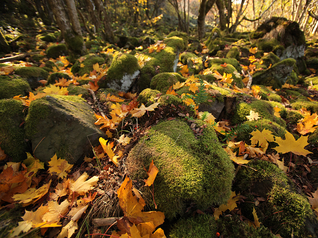 fall03.jpg