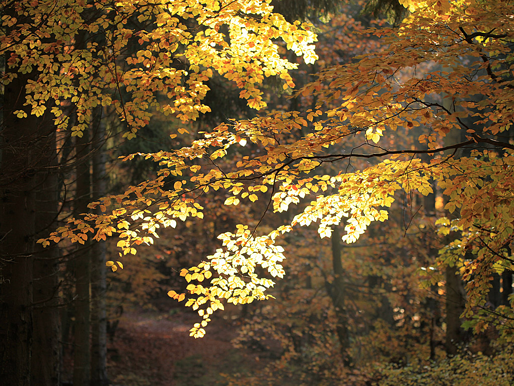 fall19-08.jpg