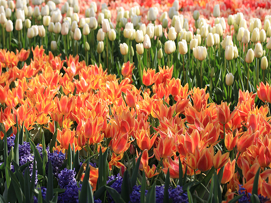 holland03a.jpg